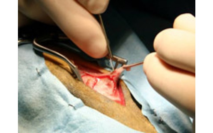 Surgical Diode Lasers for Small Animals