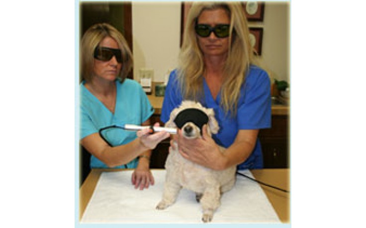 Laser Therapy Principles in the Companion Animal Practice