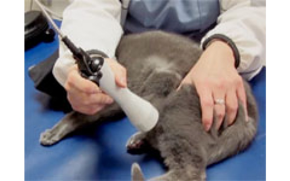 The Practical Use of Therapeutic Lasers in a Companion Animal Rehabilitation Practice