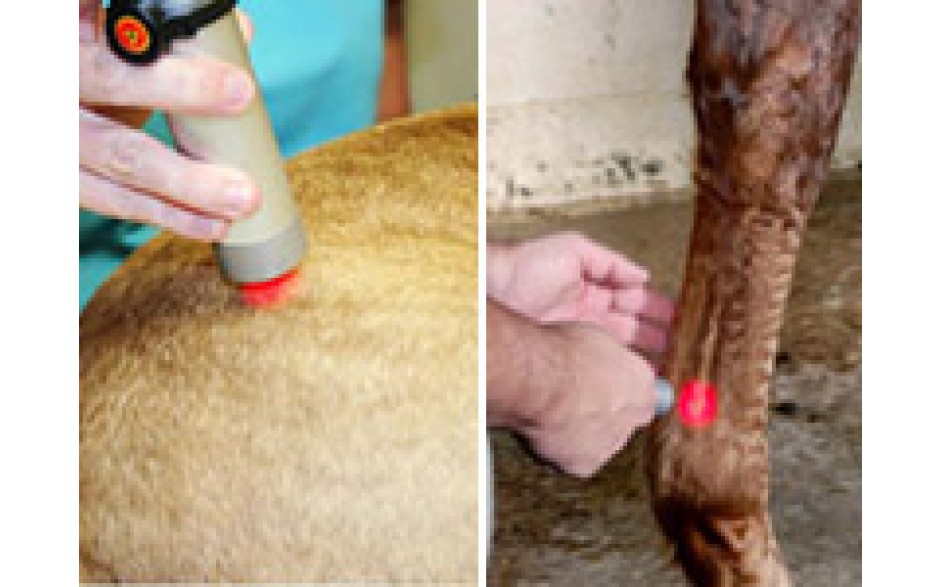 Introduction to Companion Animal Laser Therapy AND Equine Laser Therapy