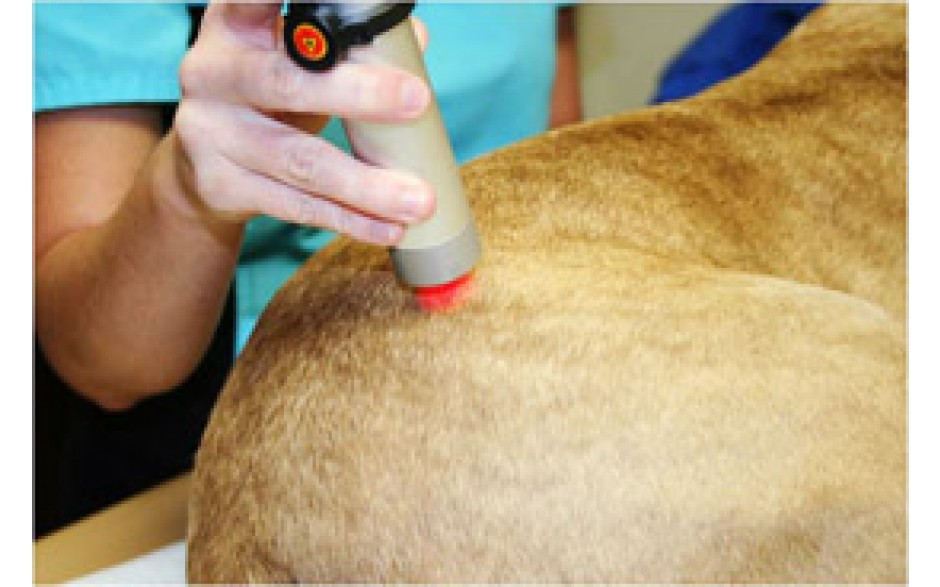 Intro to Companion Animal Laser Therapy