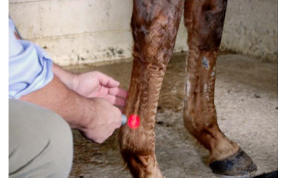 Introduction to Equine Laser Therapy