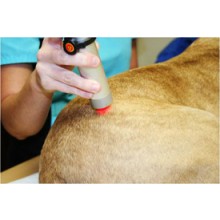 Intro to Companion Animal Laser Therapy