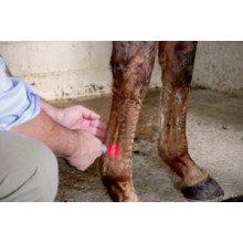 Laser Therapy Principles for the Equine Athlete