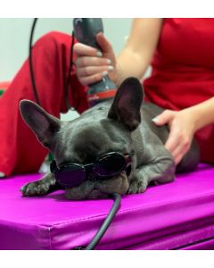 Optimizing Your Laser Therapy Application Technique: Canine Joints