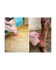 Introduction to Companion Animal Laser Therapy AND Equine Laser Therapy