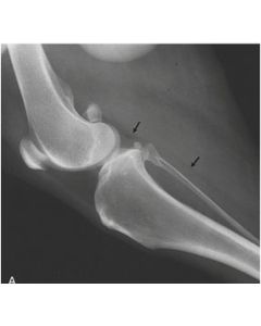 Improve Your Laser Therapy Technique: Application Technique to the Canine Stifle