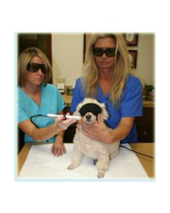 Laser Therapy Principles in the Companion Animal Practice